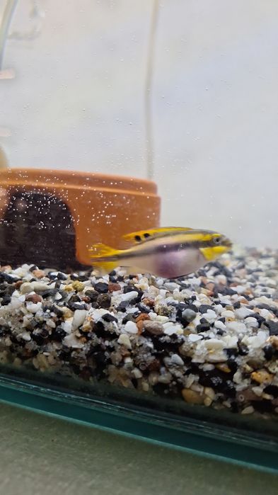 Barwniaki czerwonobrzuche