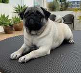Pug Fêmea Excelente
