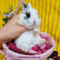 Міні нідерландський кролик чорно-білу дівчинка