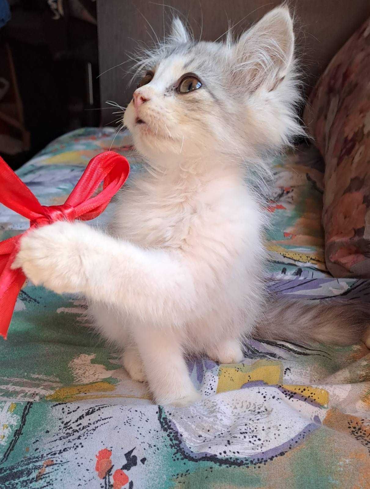 Продамо Кошенят!