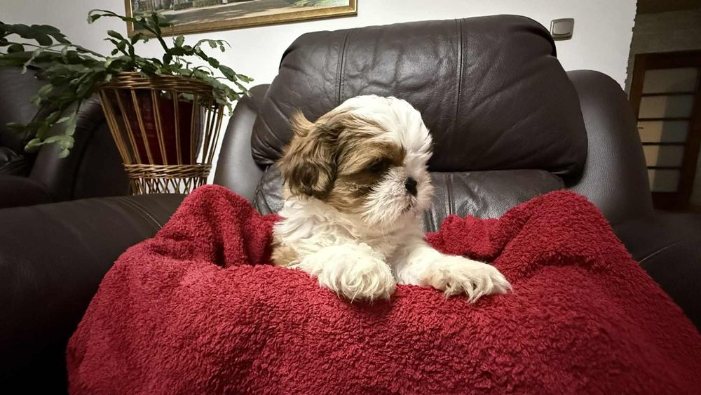 Piesek szczeniaczek shih tzu z rodowodem