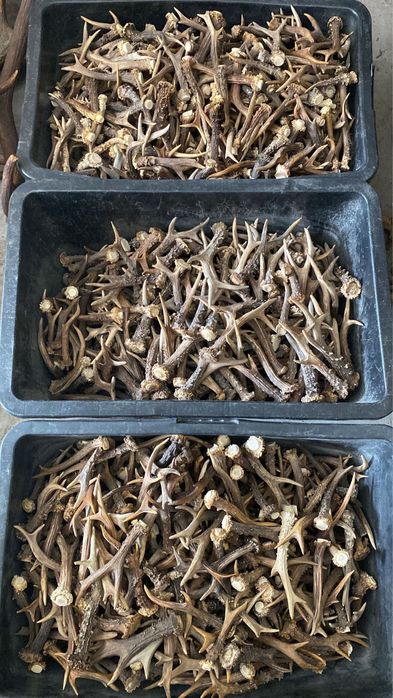 Poroże parostki kozła