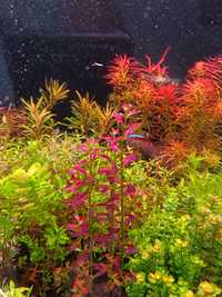 Rotala ramosior  florida