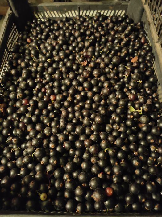 Продам саженцы чорной смородины