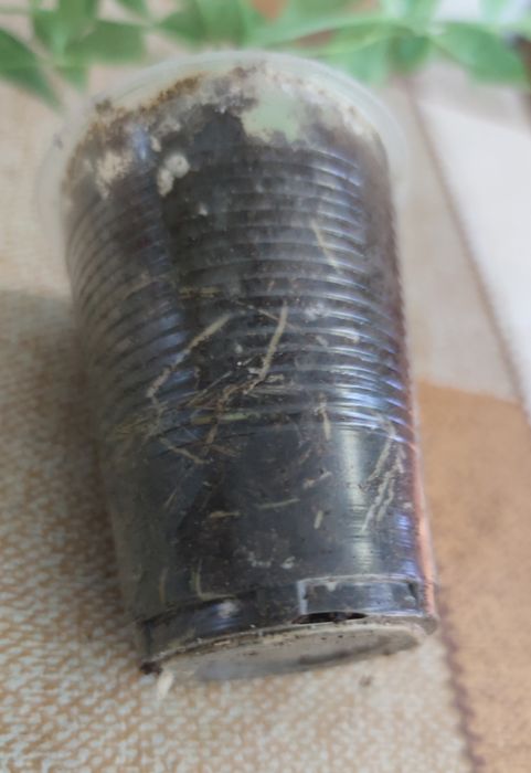 Пандорея жасминовидна