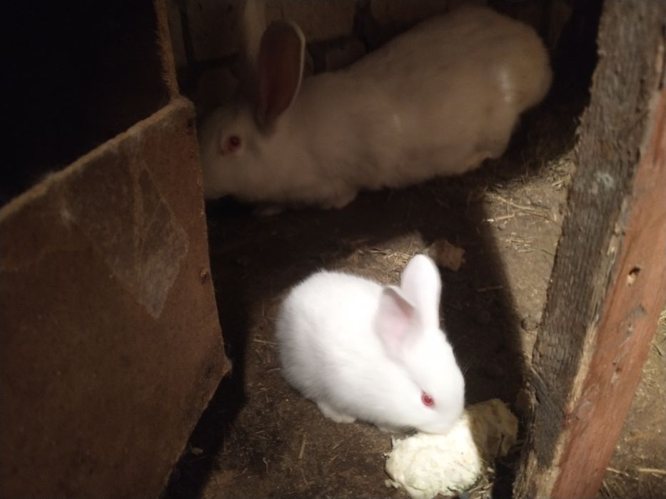 Продам кроликов разных