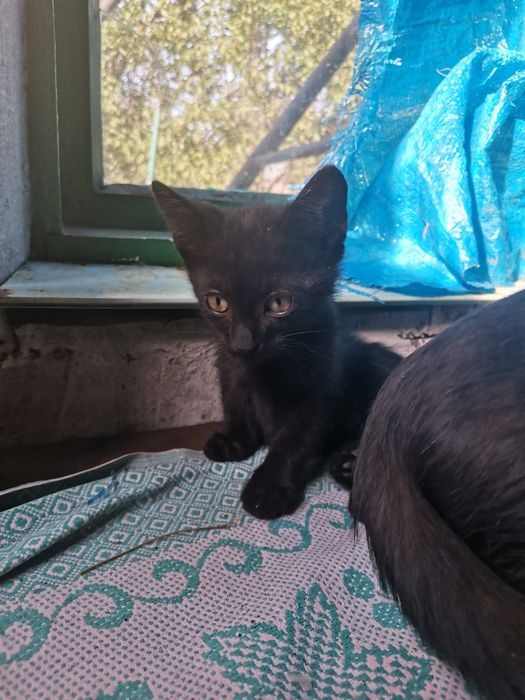 Котик в Добрі руки