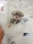 *** Gotowy Do Odbioru *** Śliczny Liliowy Chłopczyk Chihuahua ***