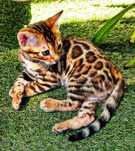 Gatinho Bengal - Pura Raça com LOP