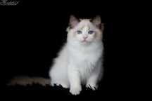 Ragdoll, śliczna koteczka seal bicolor z rodowodem FPL