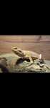 Agama brodata Cutrus blue bar