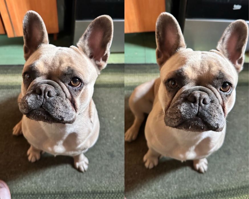 Продам французького бульдога