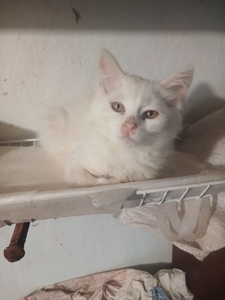 Відам котеня  в добрі руки.