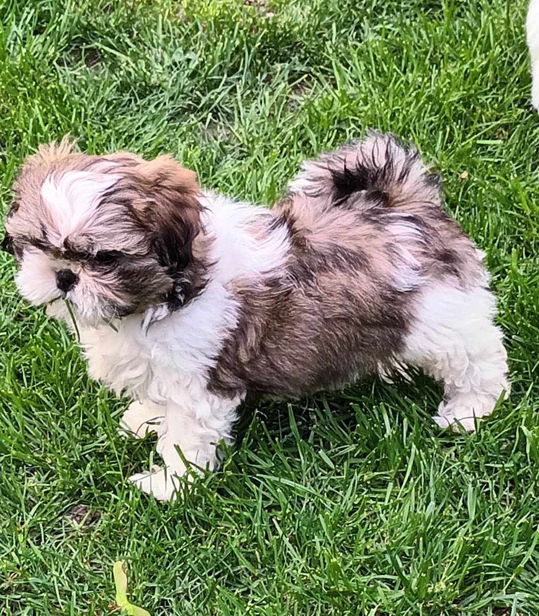 Shih-Tzu piesek .