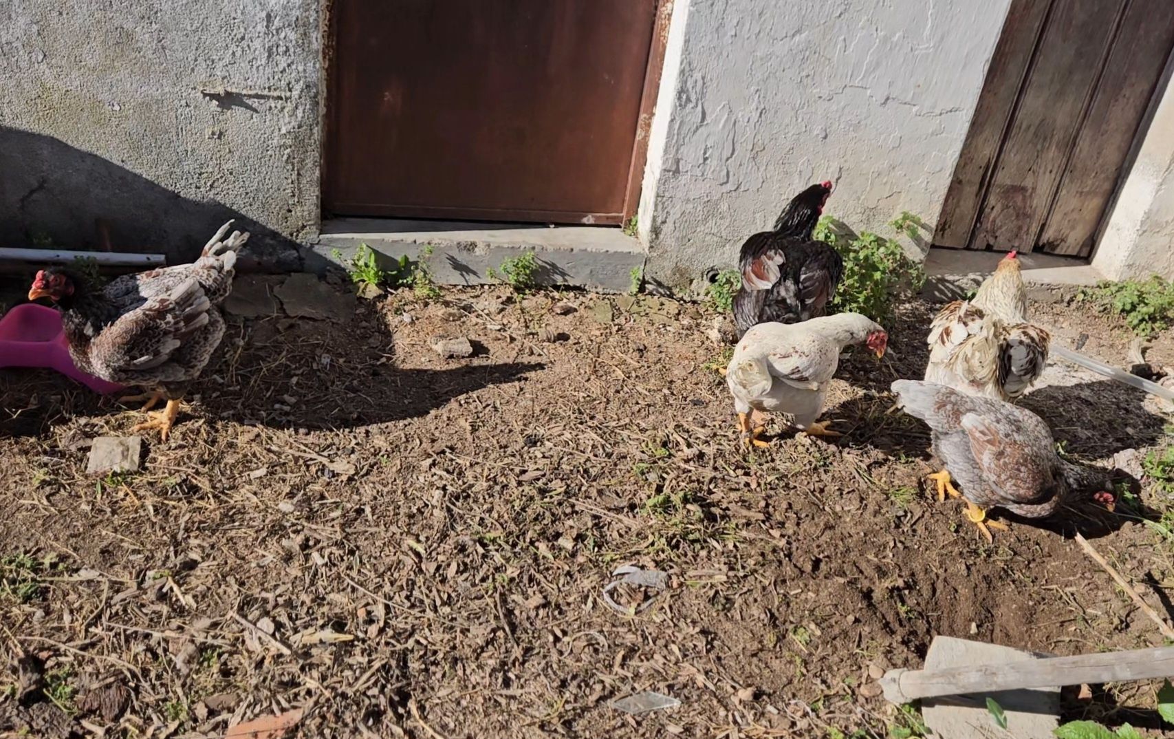 Ovos Cornish azuis e splash e jubileu podem passar 6kg