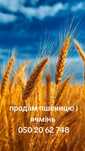 Пшениця ячмінь 2025року