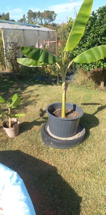 Mudas de bananeira tipo Madeira