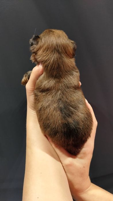 Yorkshire terrier