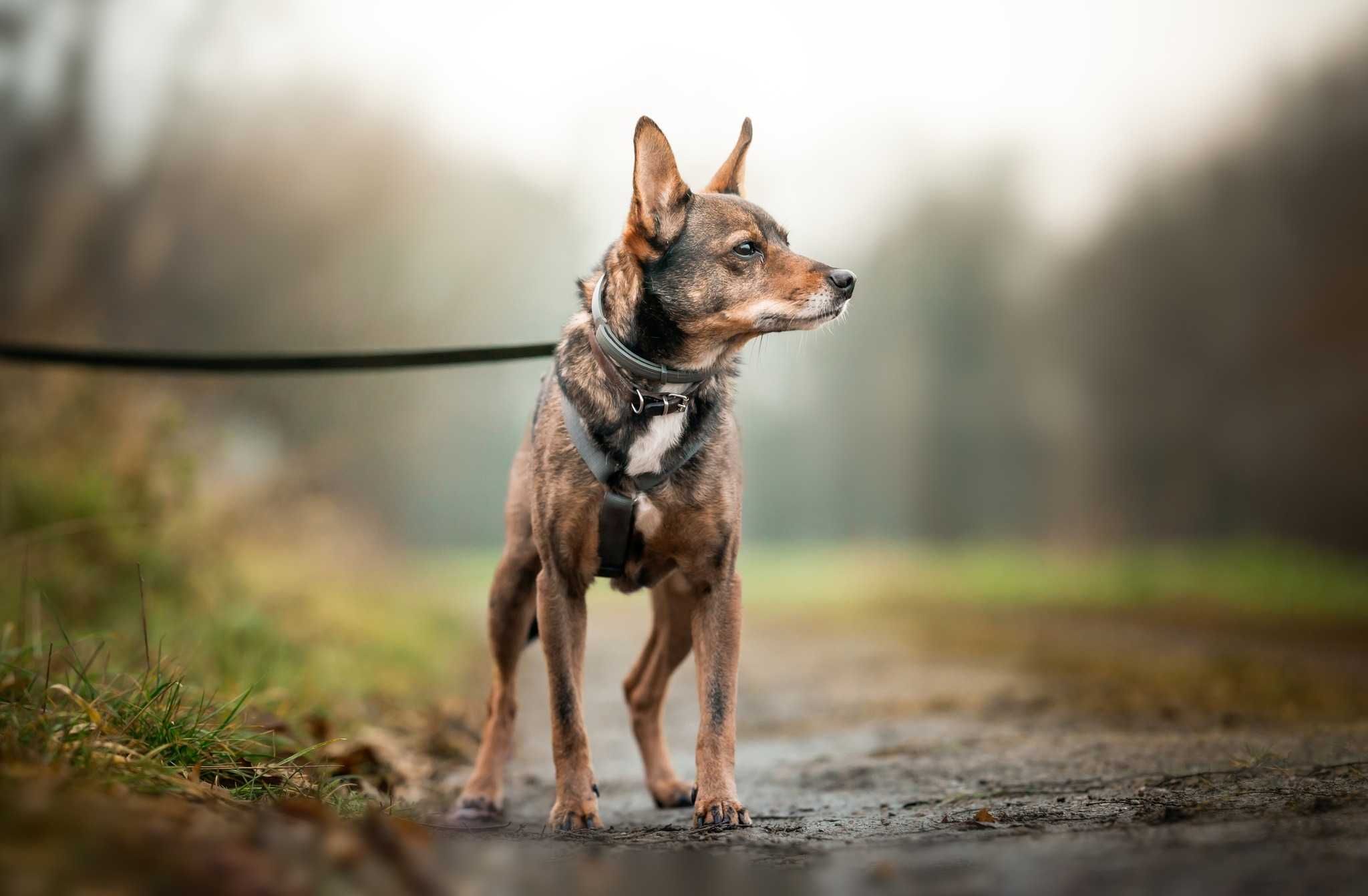 Janek, niewielki psiak idealny dla Ciebie adopcja