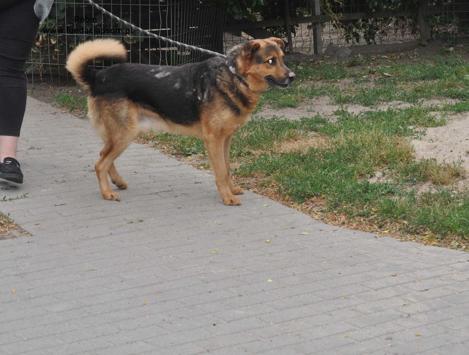 Robin- nasz seniorek szuka domku