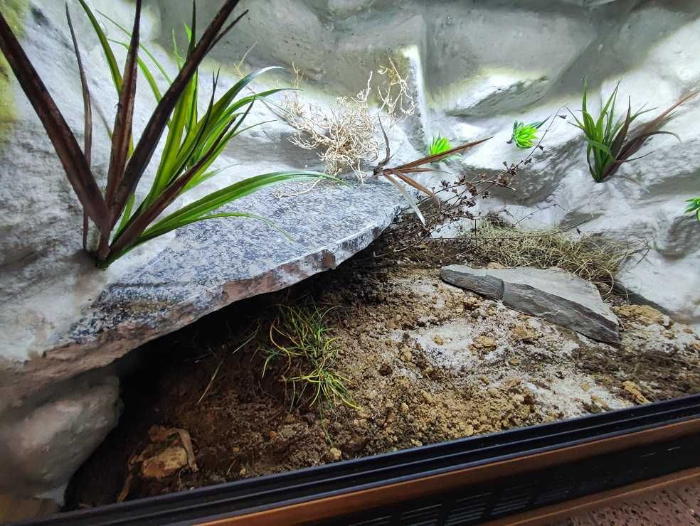 Terrarium nr512  dla żółwia lądowego  80/50/50 - NA ZAMÓWIENIE