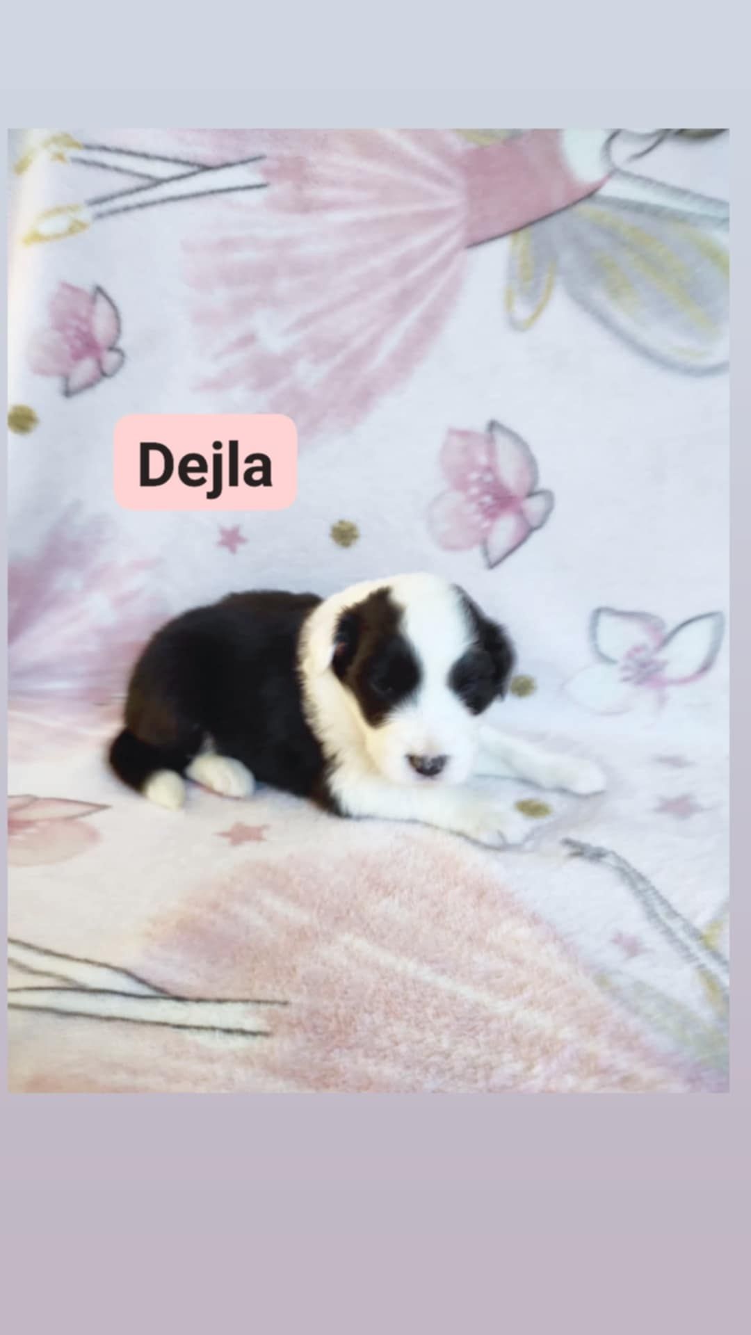 Rasowa suczka Border Collie