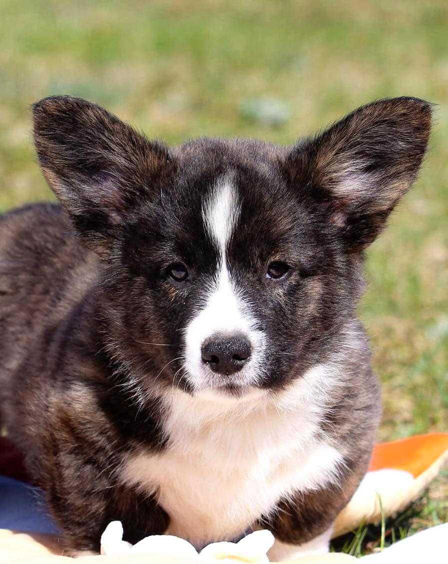Welsh corgi cardigan szczenię
