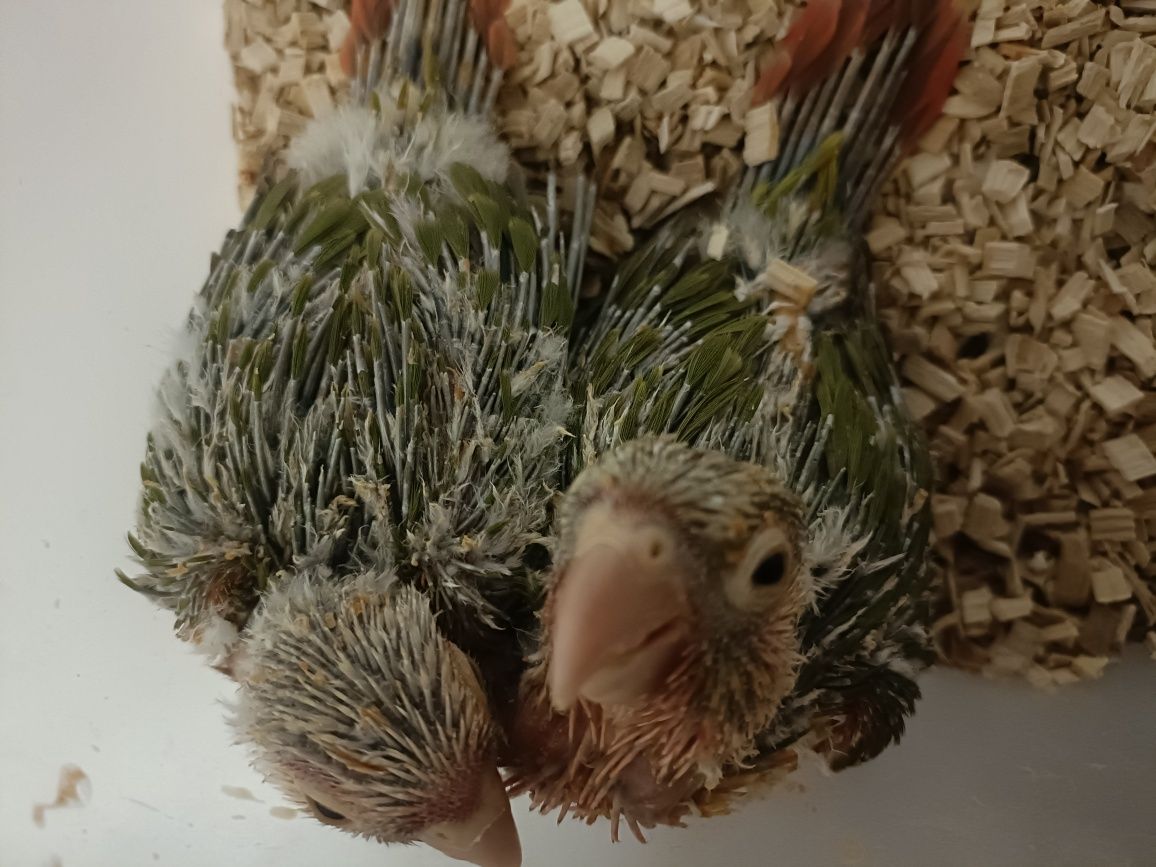 Pyrruras pyneeaples para criar a mão ..