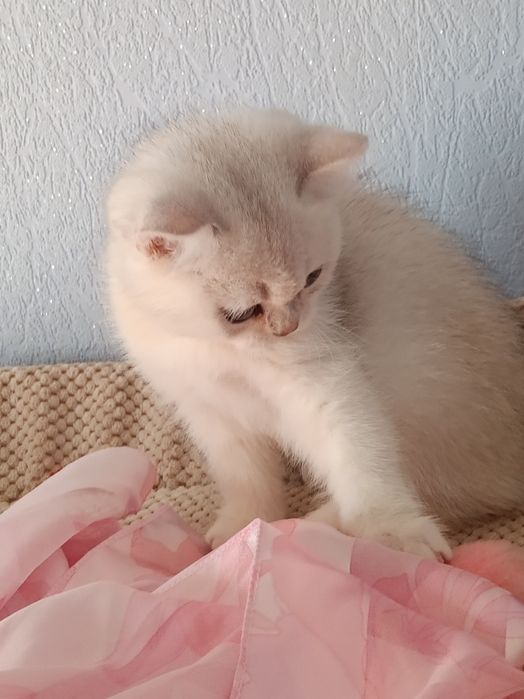 Шикарний котик чекає маму