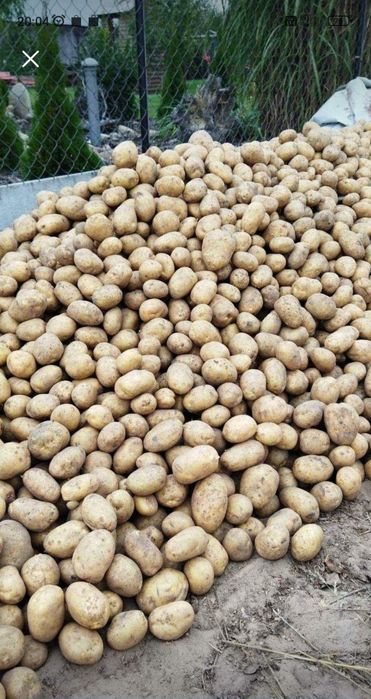 Ziemniaki lord 10 ton
