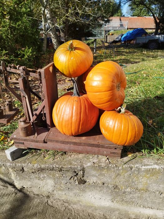 Dynia Halloween, duża wielkośc różne rodzaje