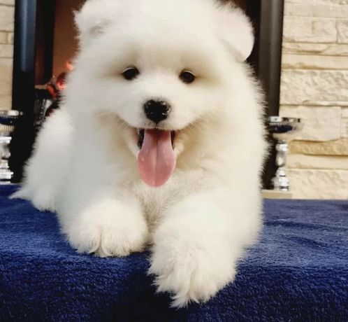 Samojed samoyed biały