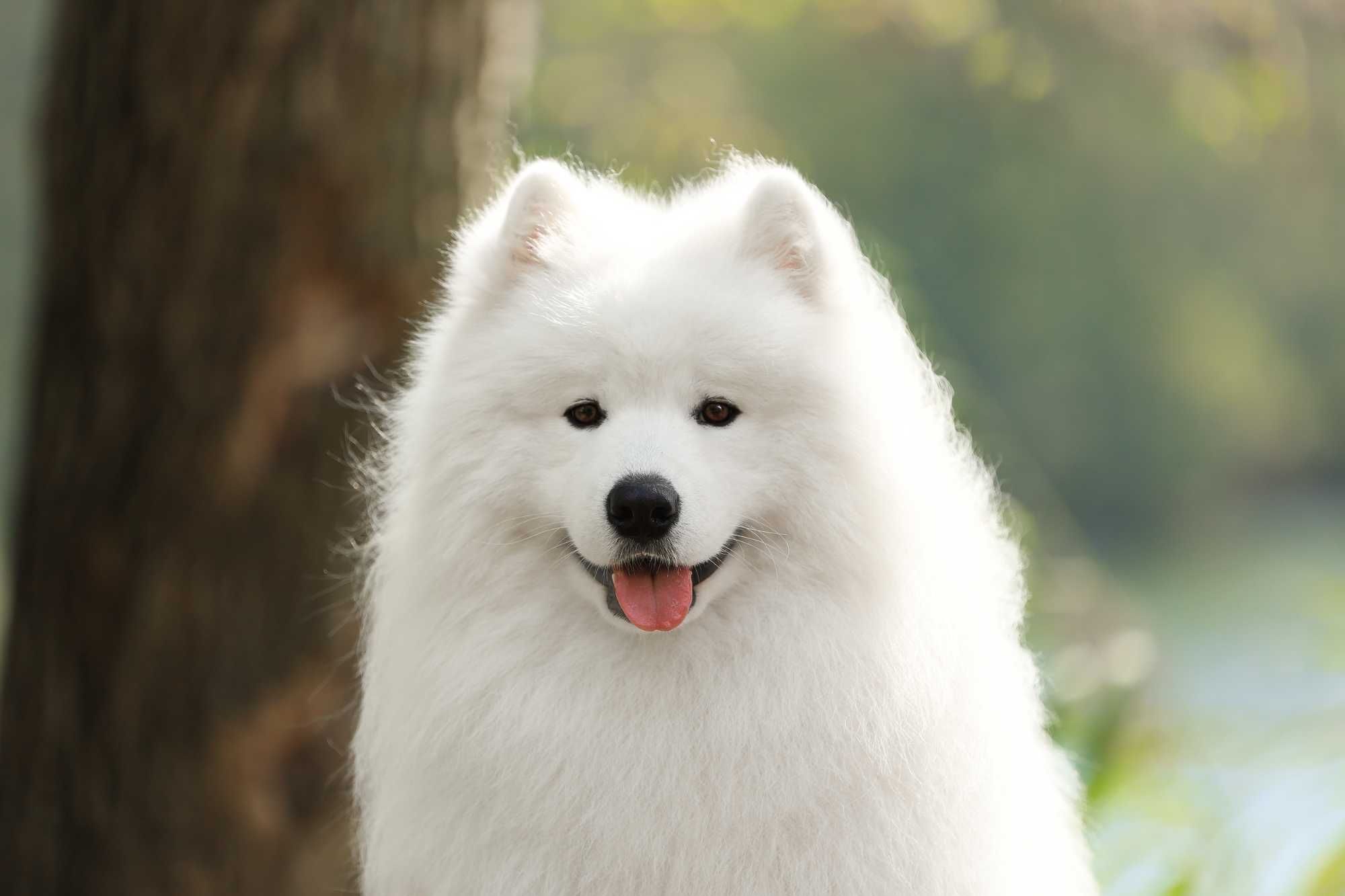 Reproduktor Samoyed ZKwP / FCI