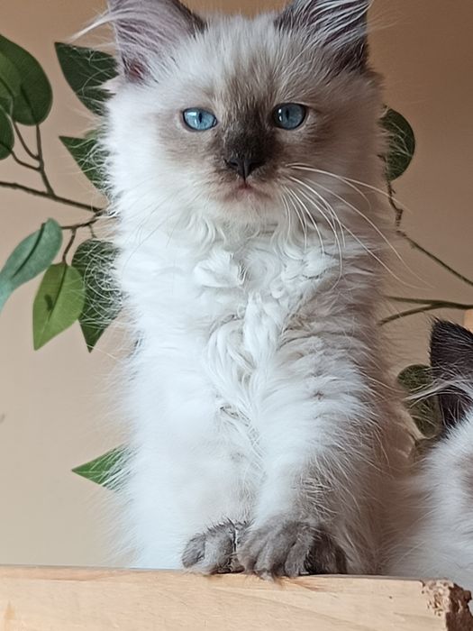 Piękna kotka Neva Masguerade