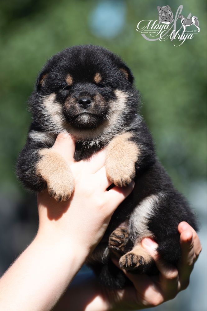 Шиба іну  / шиба ину / shiba