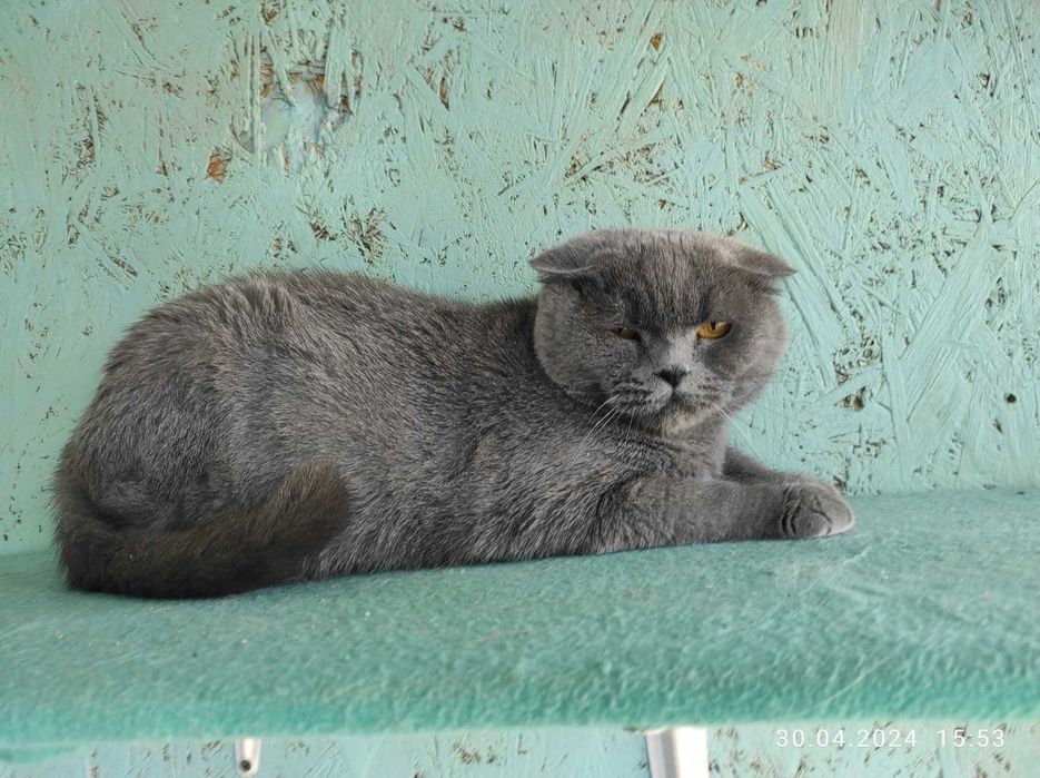 Отдам шотландскую вислоухую кошку.