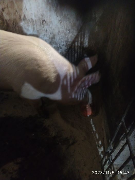 Продам кнура , велика біла