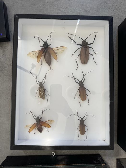 Gablota entomologiczna, owady, owady w ramce, motyle w gablocie