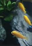 Pyszczak Yellow, pyszczaki 5 sztuk