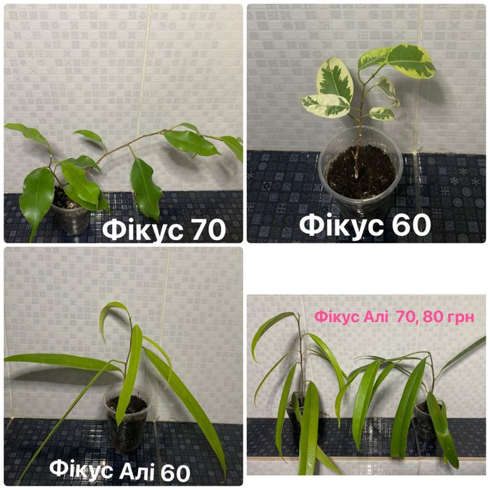 Жасмін Месні, циперус , сансевієрії та ін.
