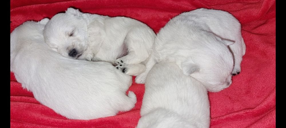 West Highland White Terrier- suczka