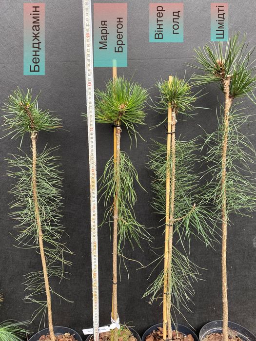Хвойні привиті щеплені