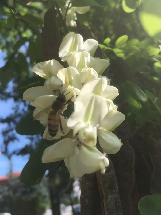 EKO Miód bez Hemii Warszawa