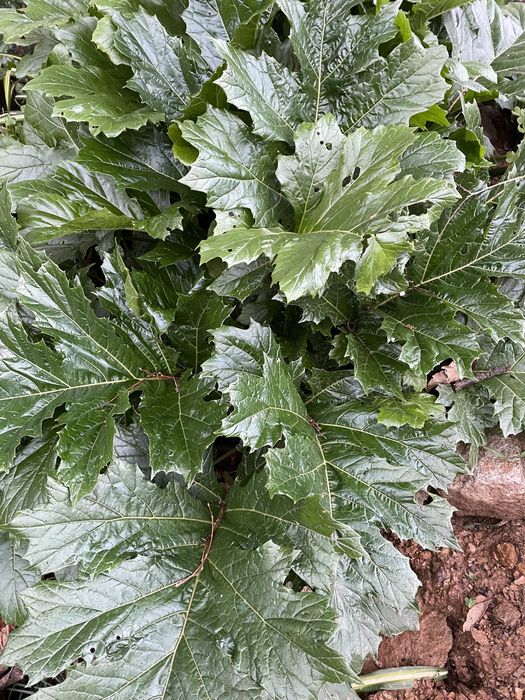 acanthus mollis.