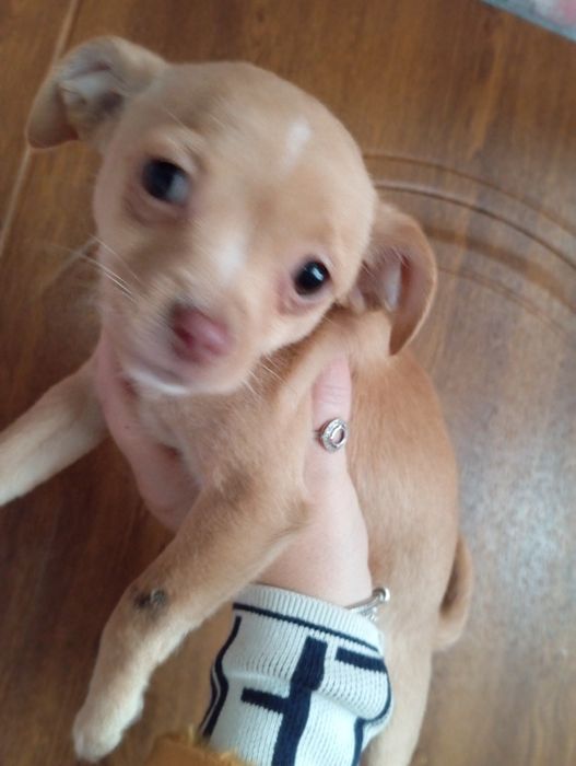 Стандарт чіхухахуа