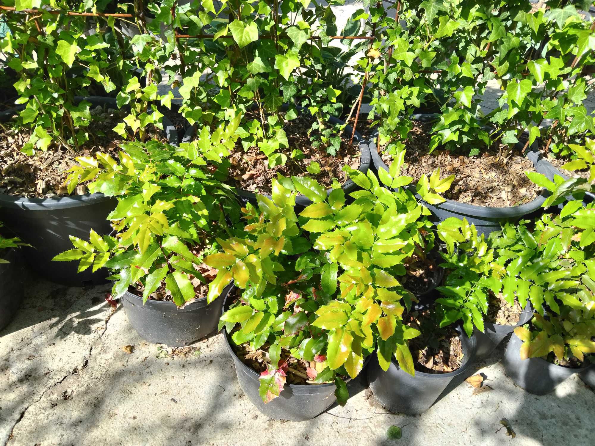 mahonia,mahonia ,mahonia