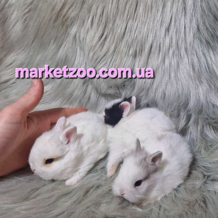 Продаються кроленята з документами та щепленнями!карликовые кролики