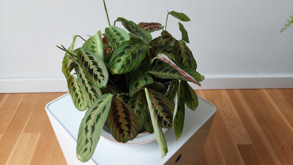 DUET Maranta i Epipremnum
