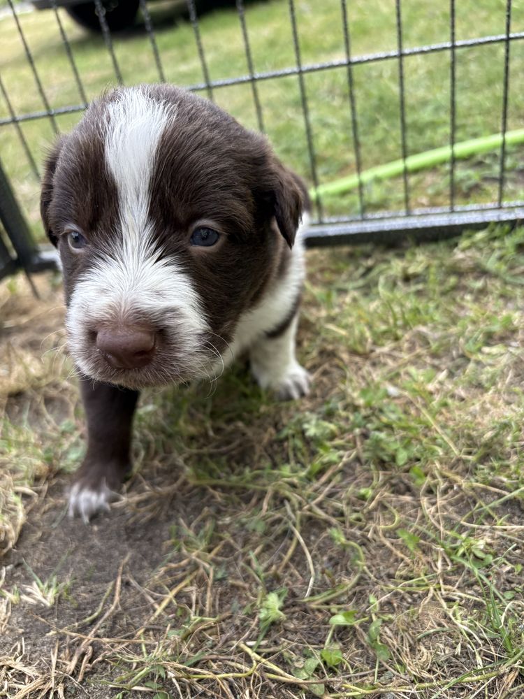 Border Collie czekoladowo-biały piesek