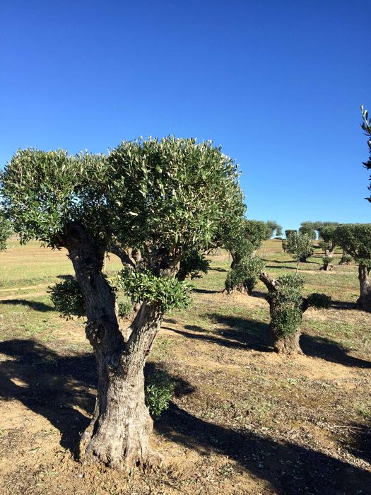 Oliveiras Bonsai - Alentejo